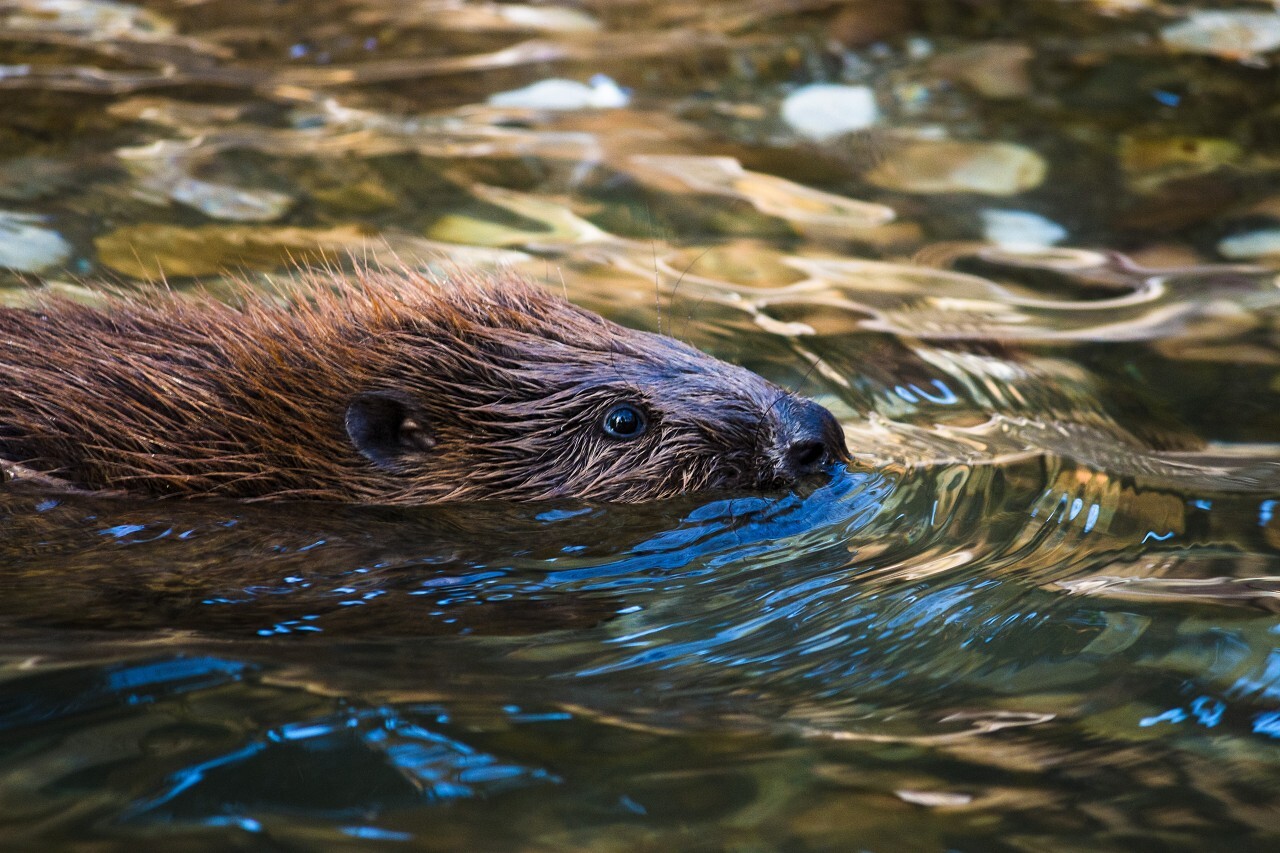 beaver is swimming in the water