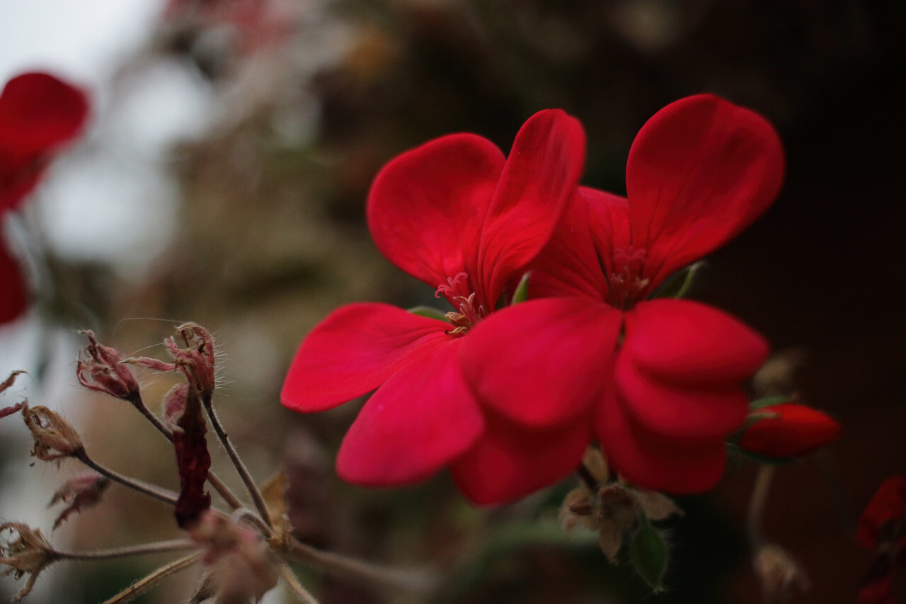 Red autumn blossom