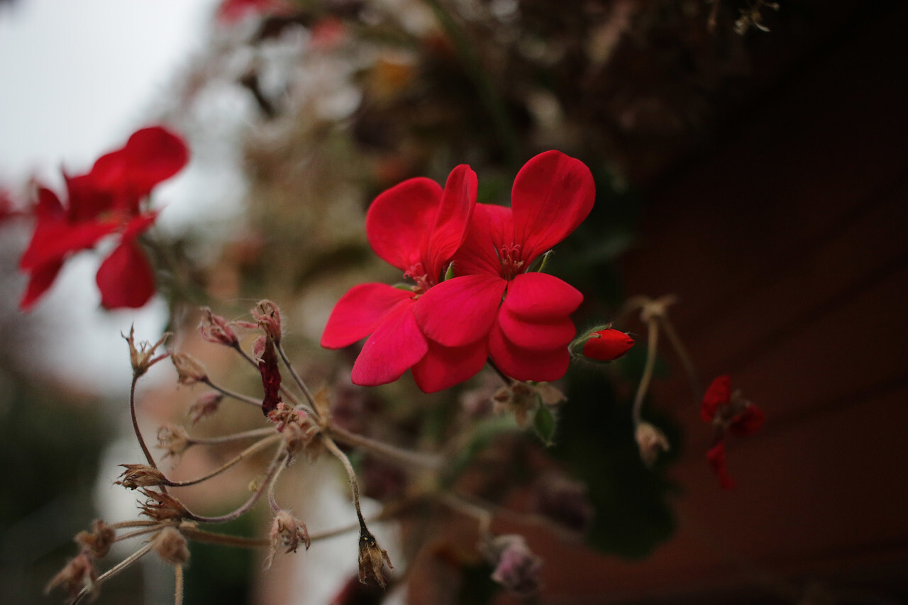 red flowering autumn blossom