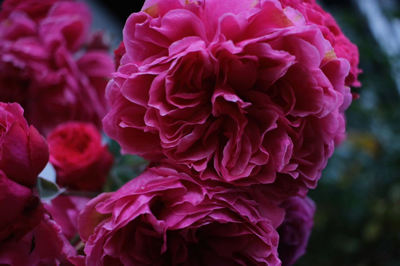 autumn blossom rose