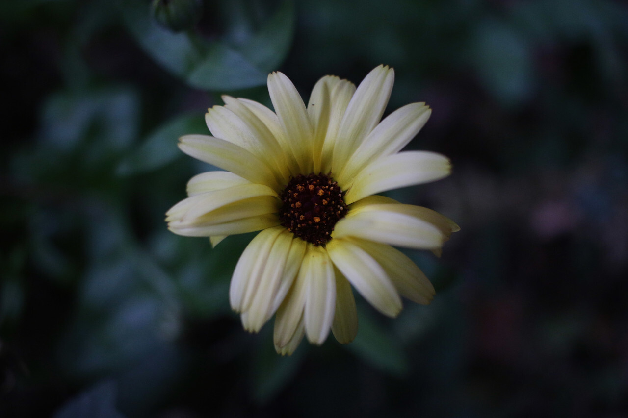 white autumn flower