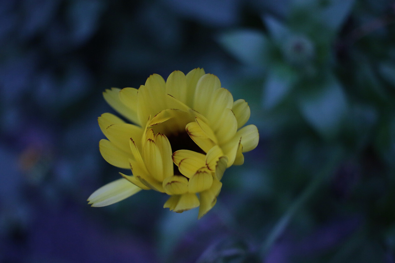 yellow autumn blossom