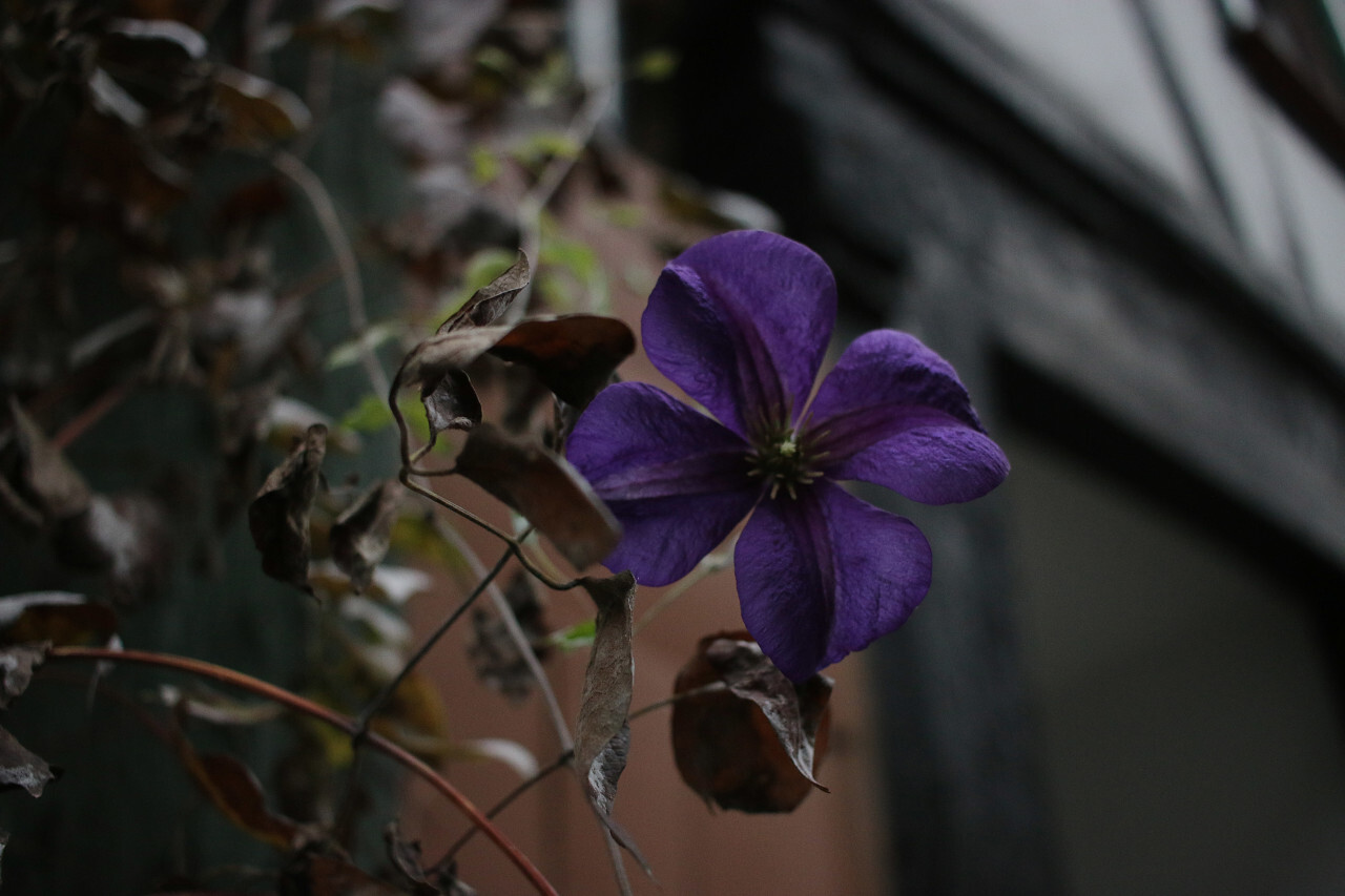 purple autumn blossom