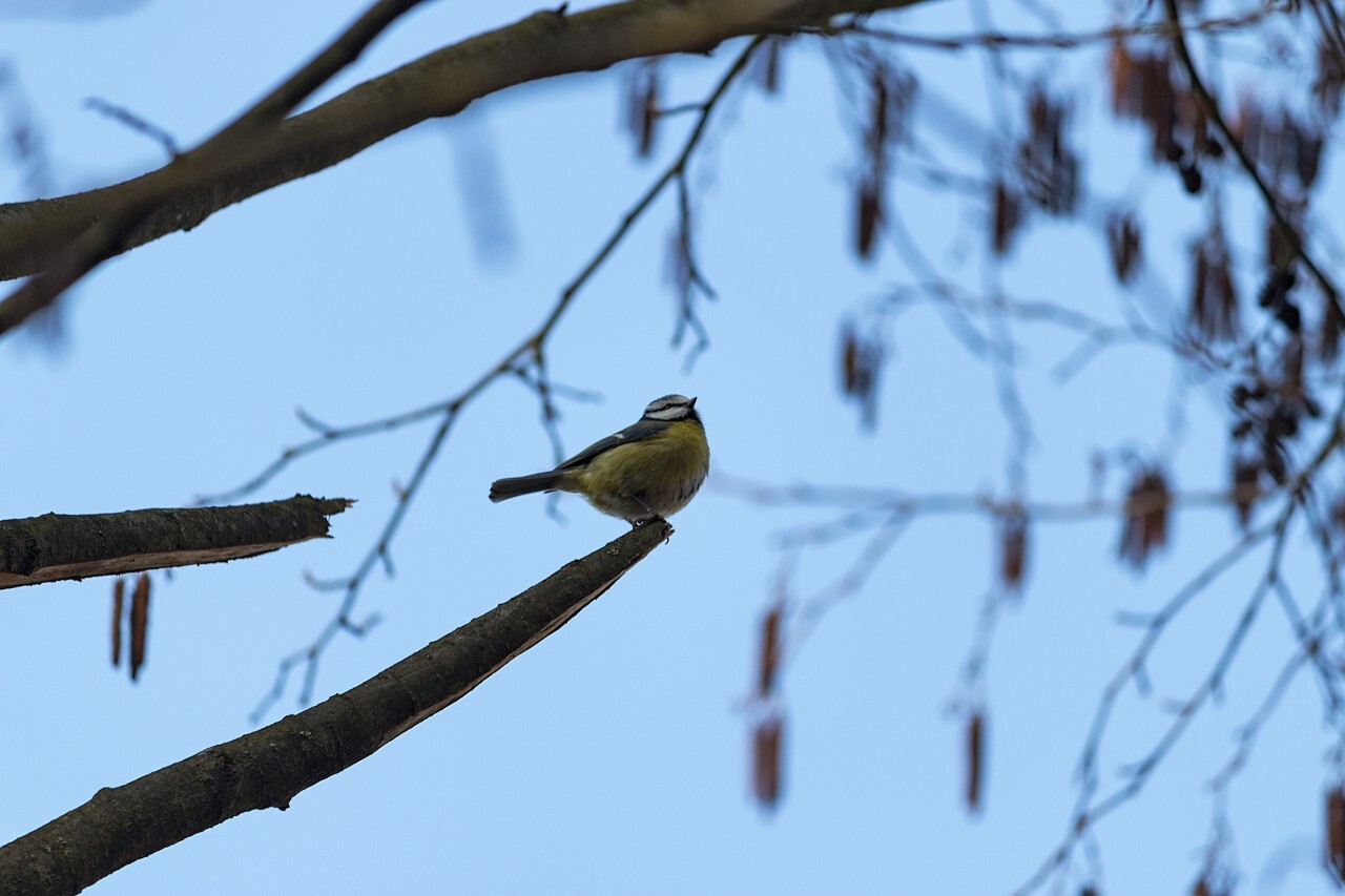 Blue tit sitting on a branch