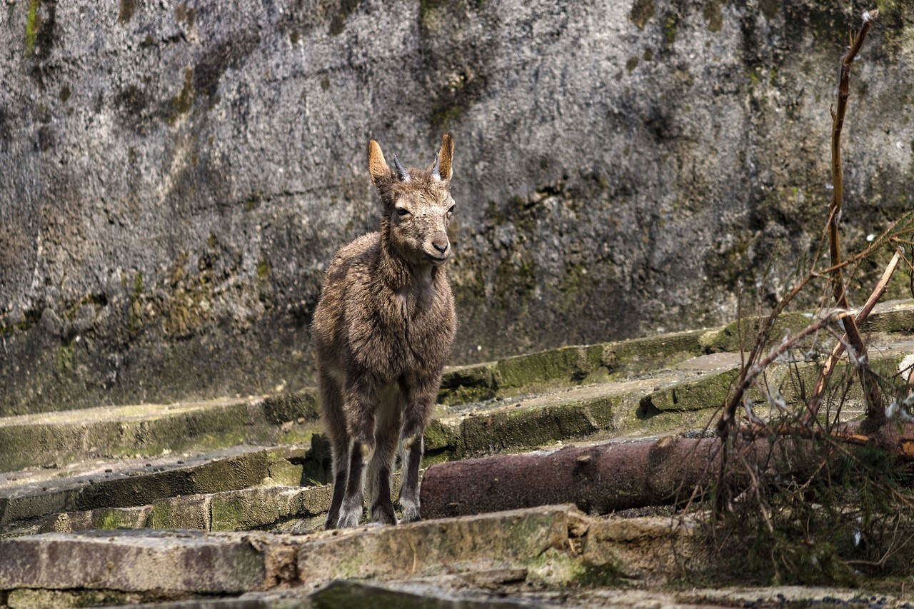 capricorn female