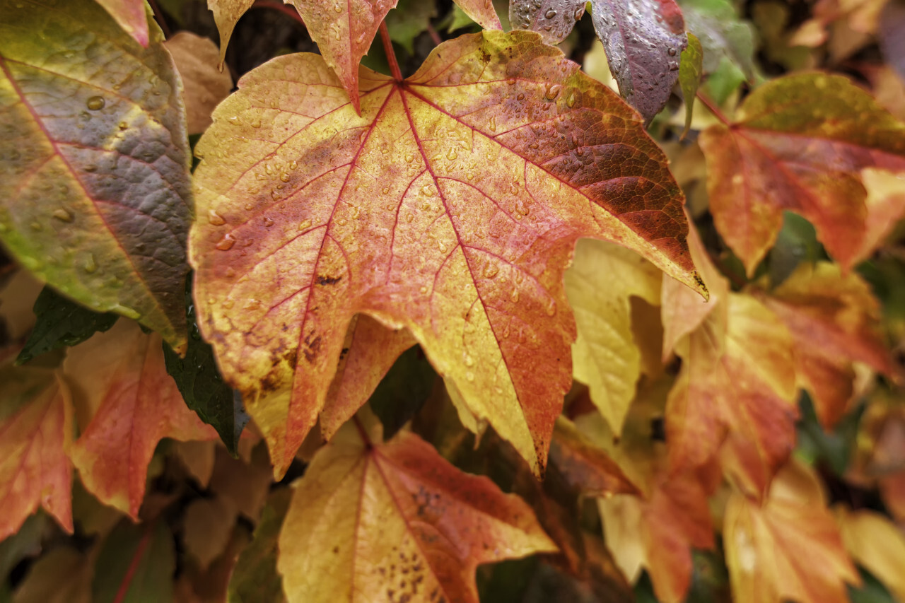 Fall leaves