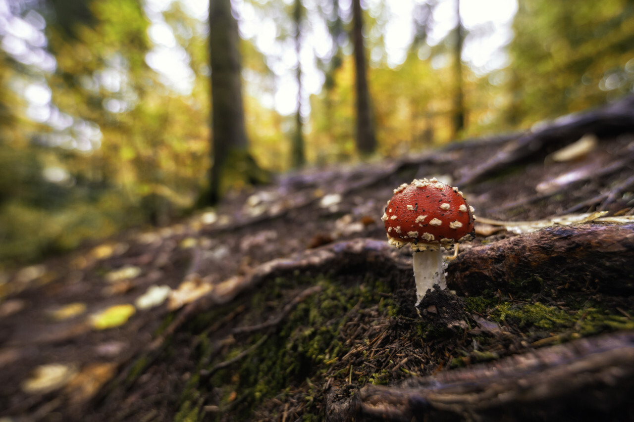 fly agaric mushroom in the forest