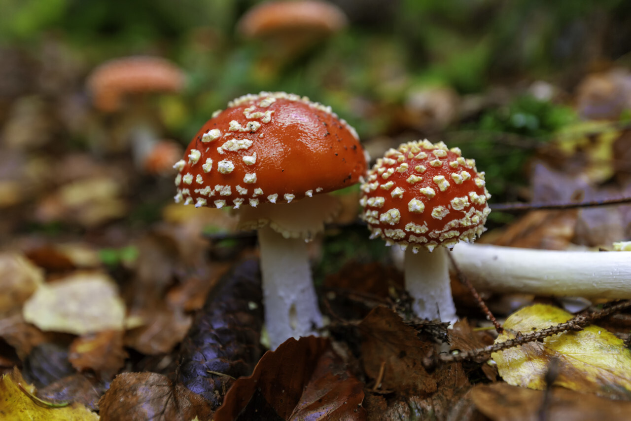 Two fly agaric mushrooms in the forest