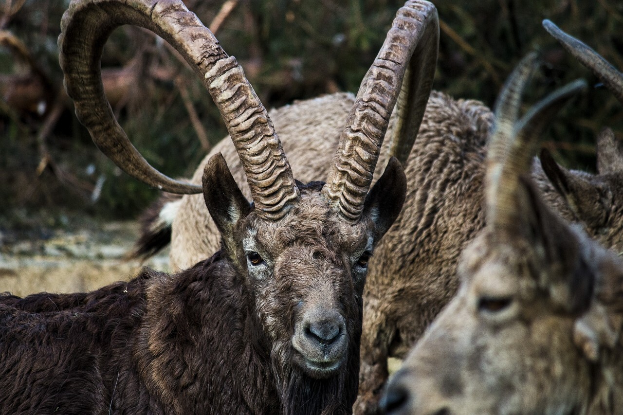 Mouflon Portrait