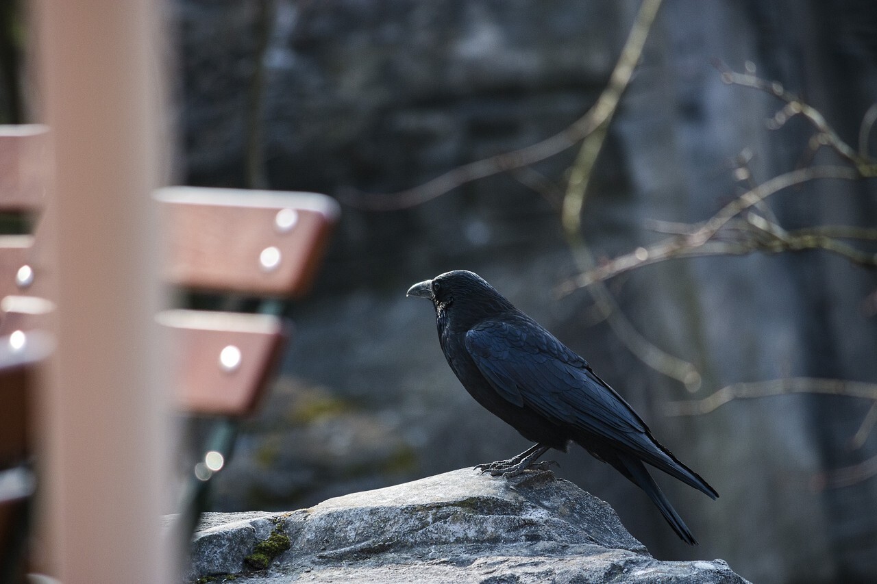 crow on a rock in a park