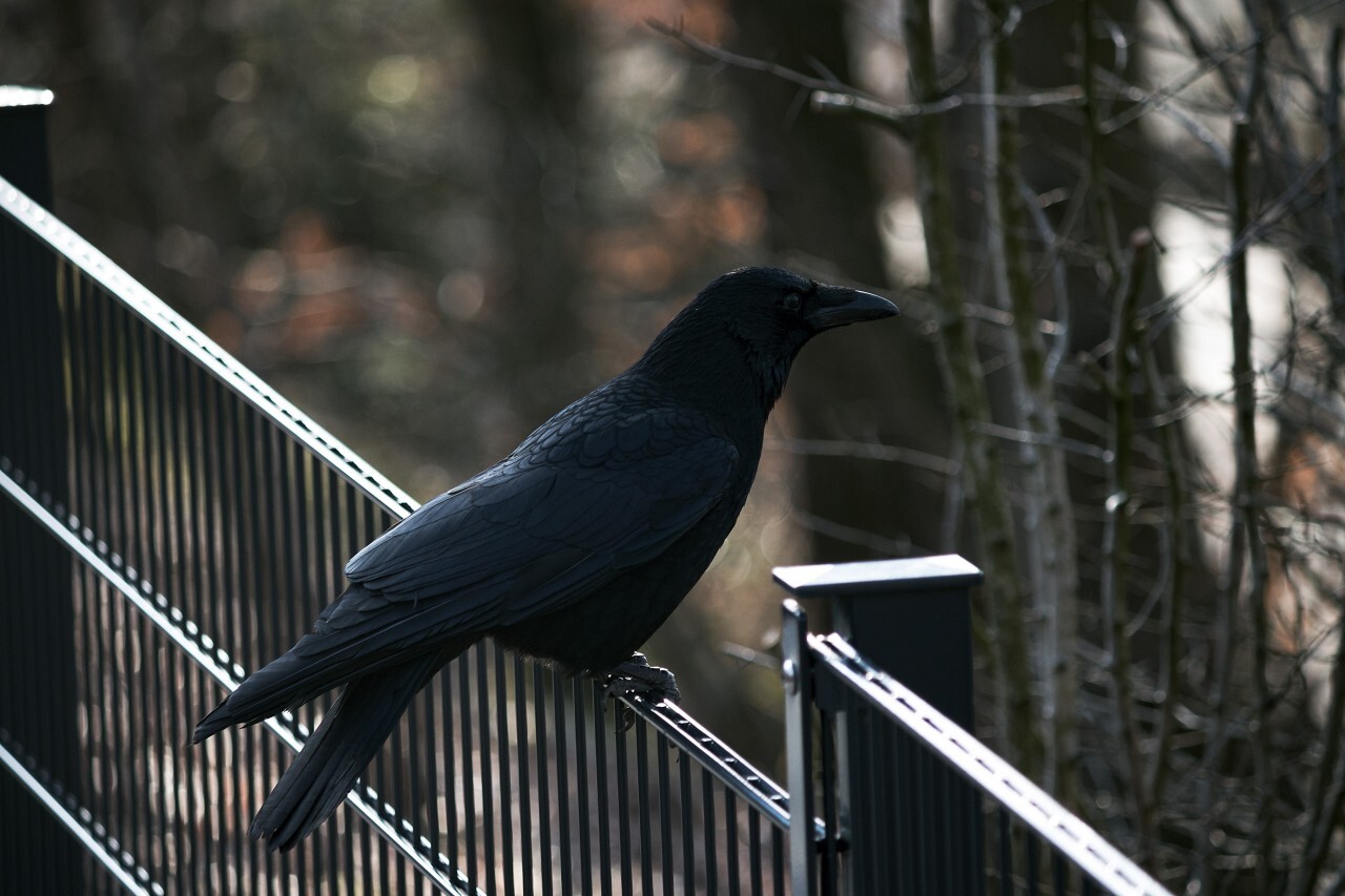 crow on metal fence