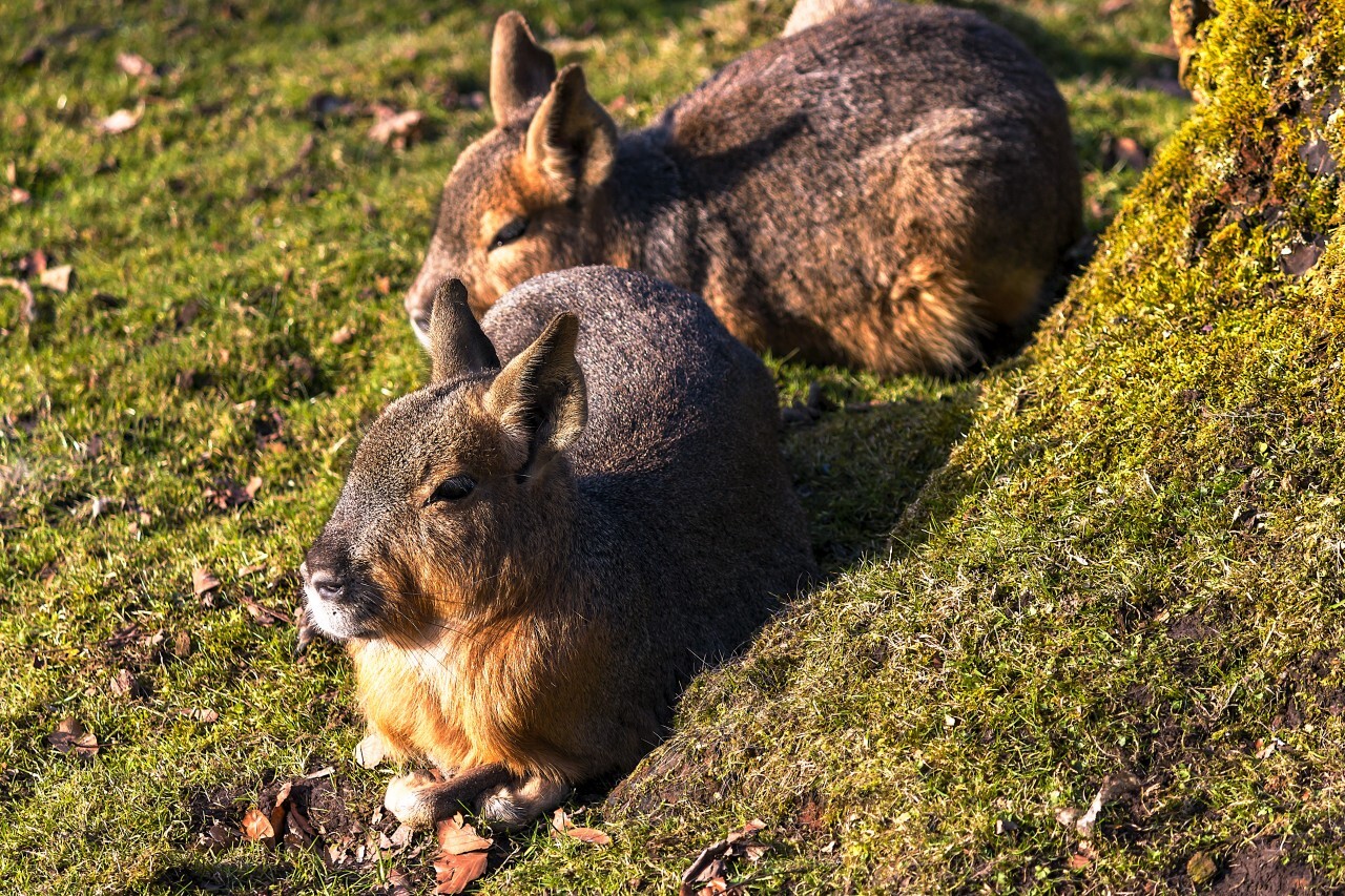 Patagonian Mara (Dolichotis patagonum)