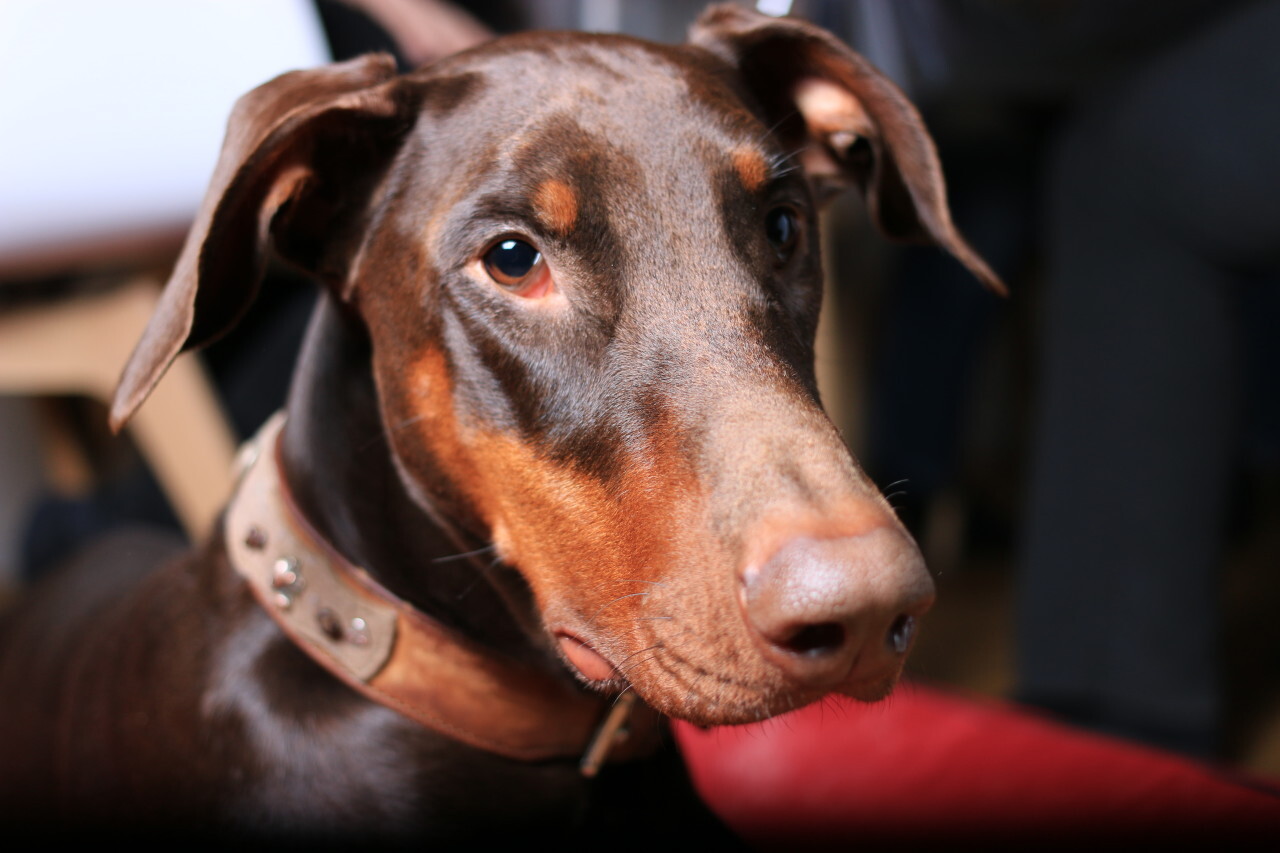 Doberman Pinscher portrait