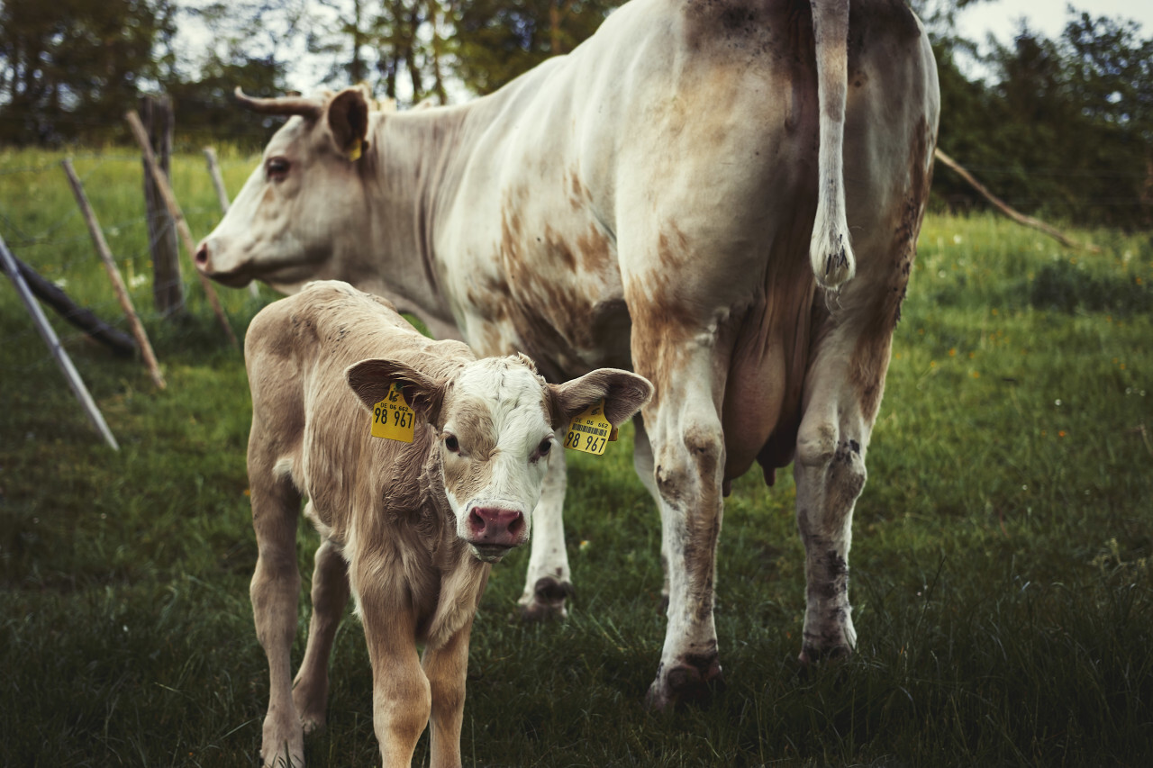 baby and mother cow