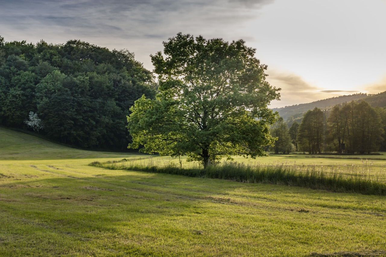 lonely tree