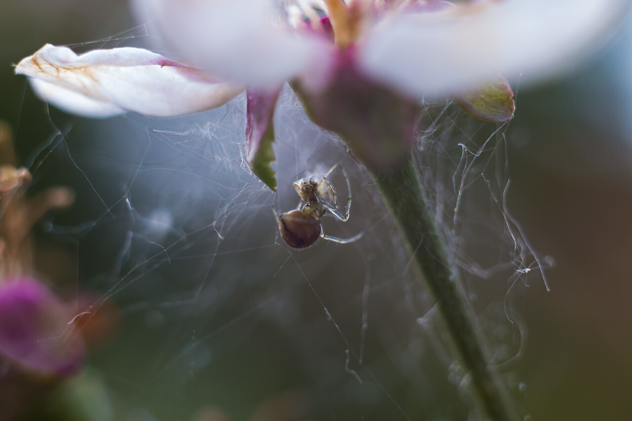 spider is wrapping her prey