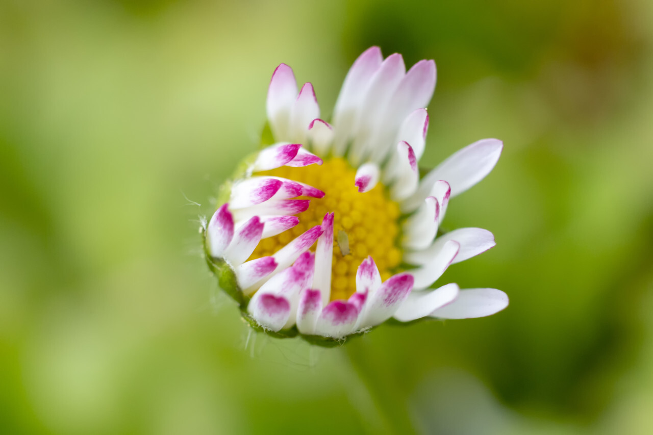 spring daisy macro