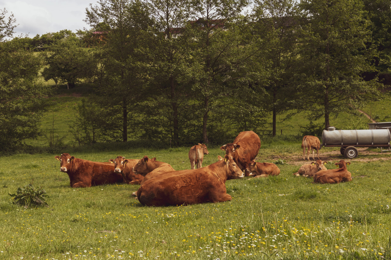 cows on a pasture