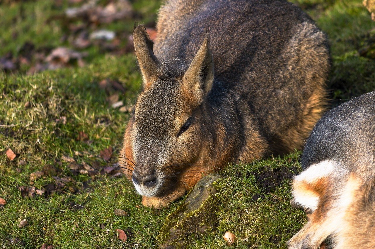 Patagonian Mara (Dolichotis patagonum)