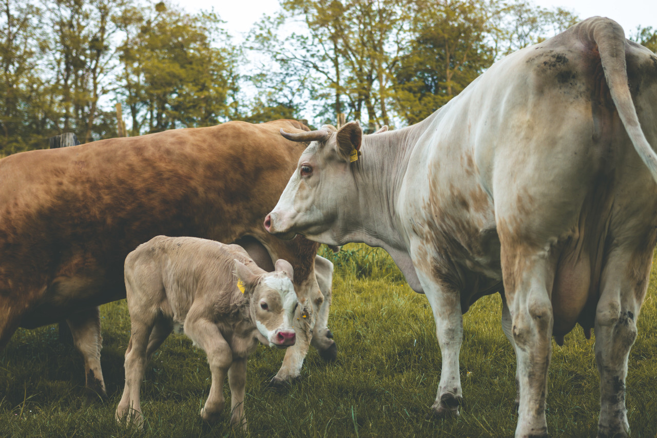 cows on a pasture with a calf