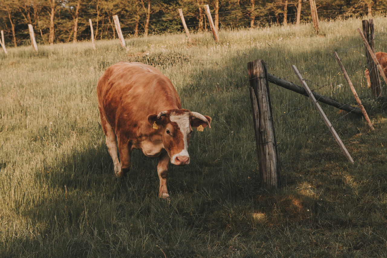 cow on a farm