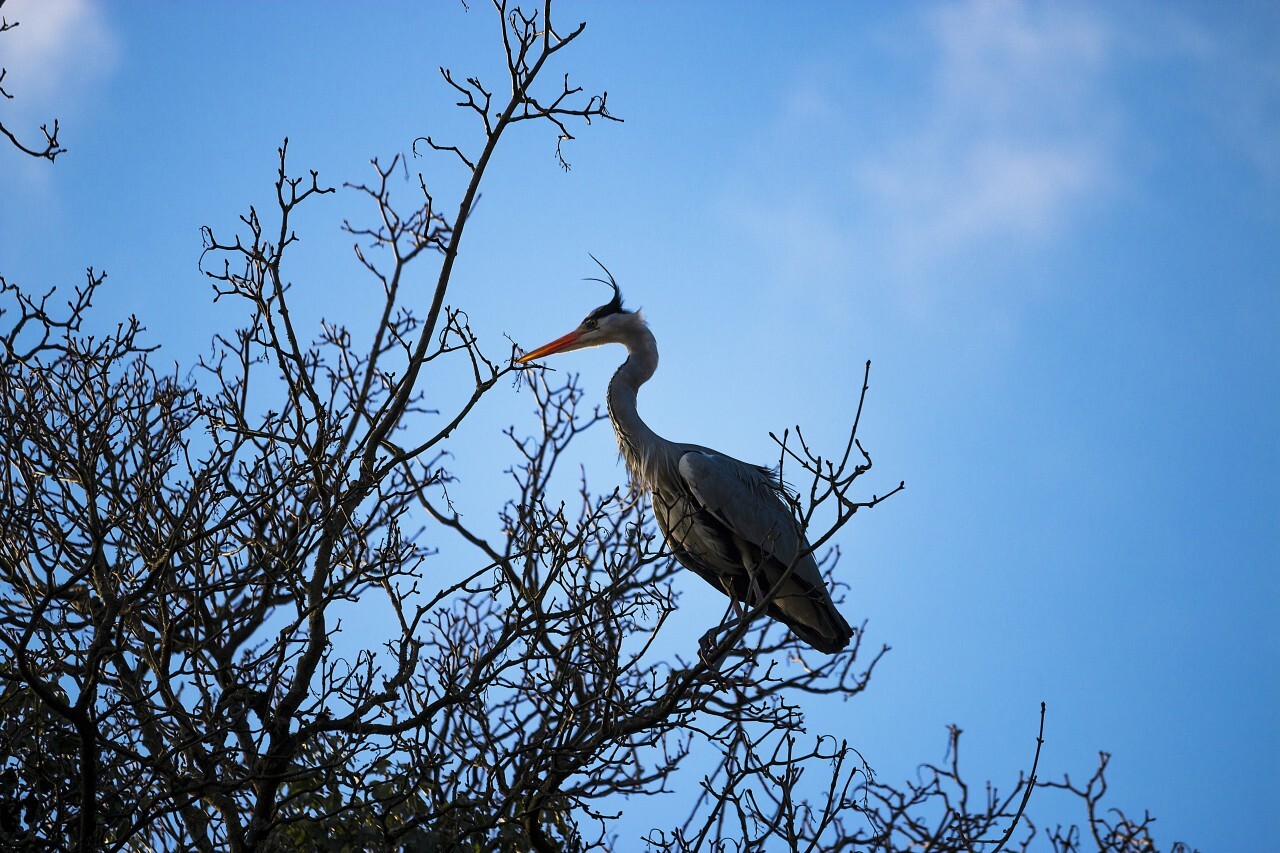 Heron nests in a tree