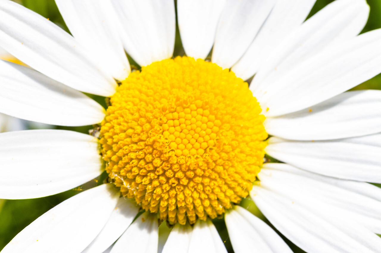 daisy flower close up