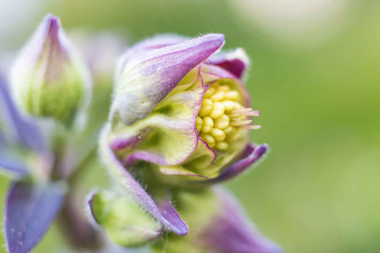 flower bud macro shot