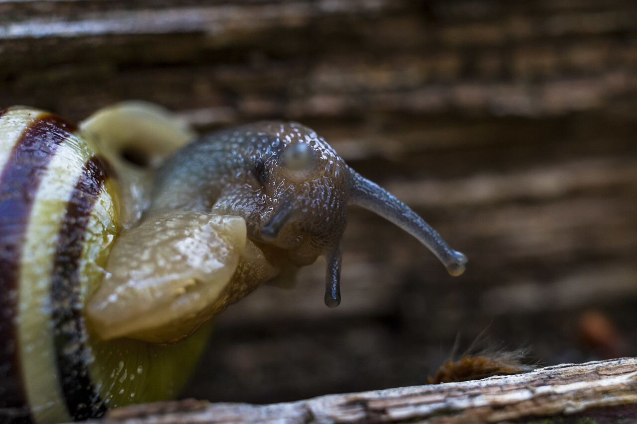 garden snail comes out of her house