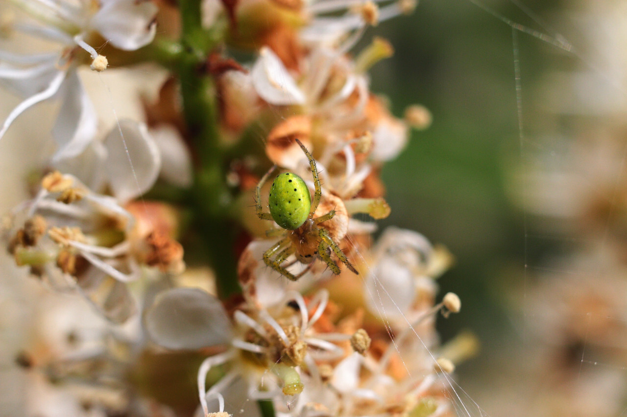 A little green garden spider