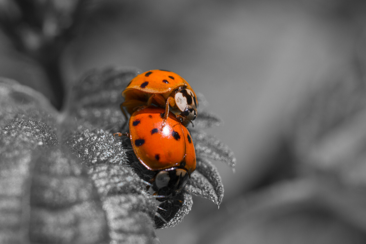 Two ladybugs