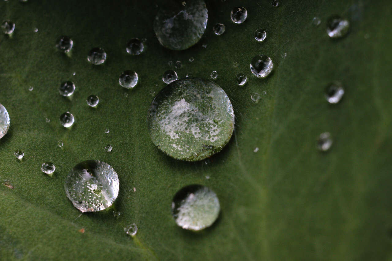 water drops on a leaf