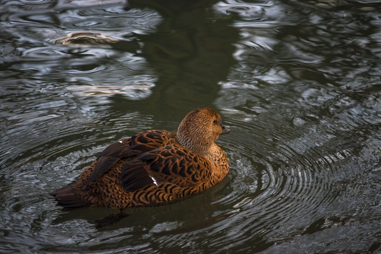 Mallard duck (Anas platyrhynchos)