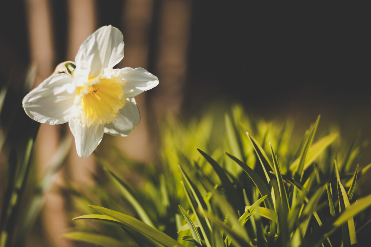 White Yellow Narcissus / Daffodil