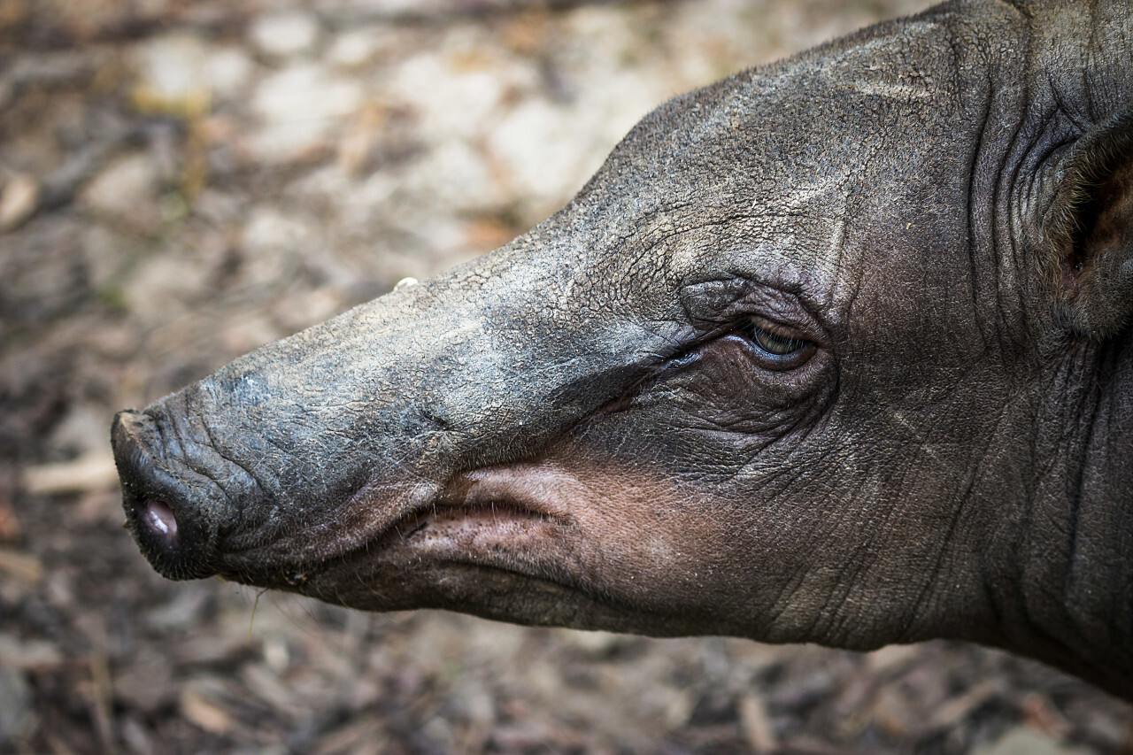 Sulawesi babirusa (Babyrousa celebensis)