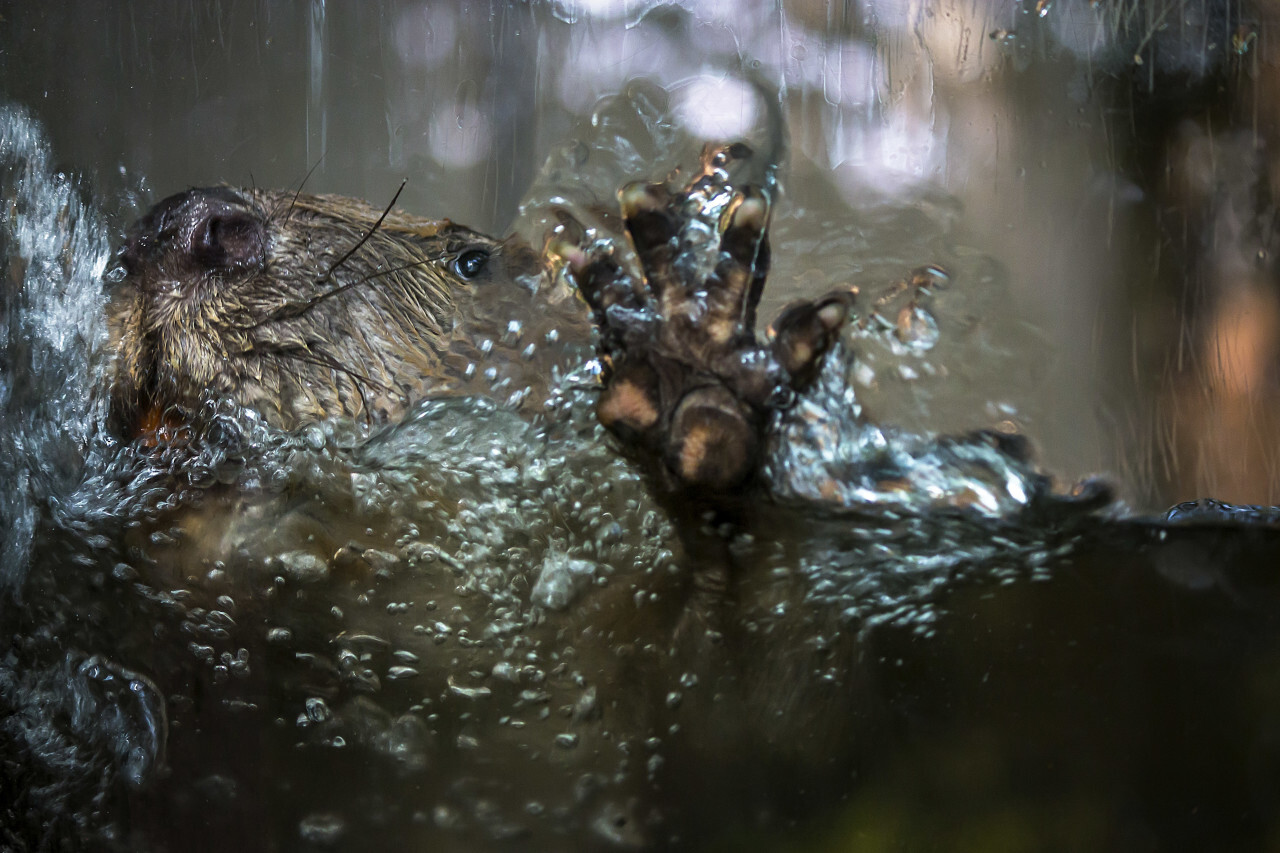 beaver in the water scratching on the glass