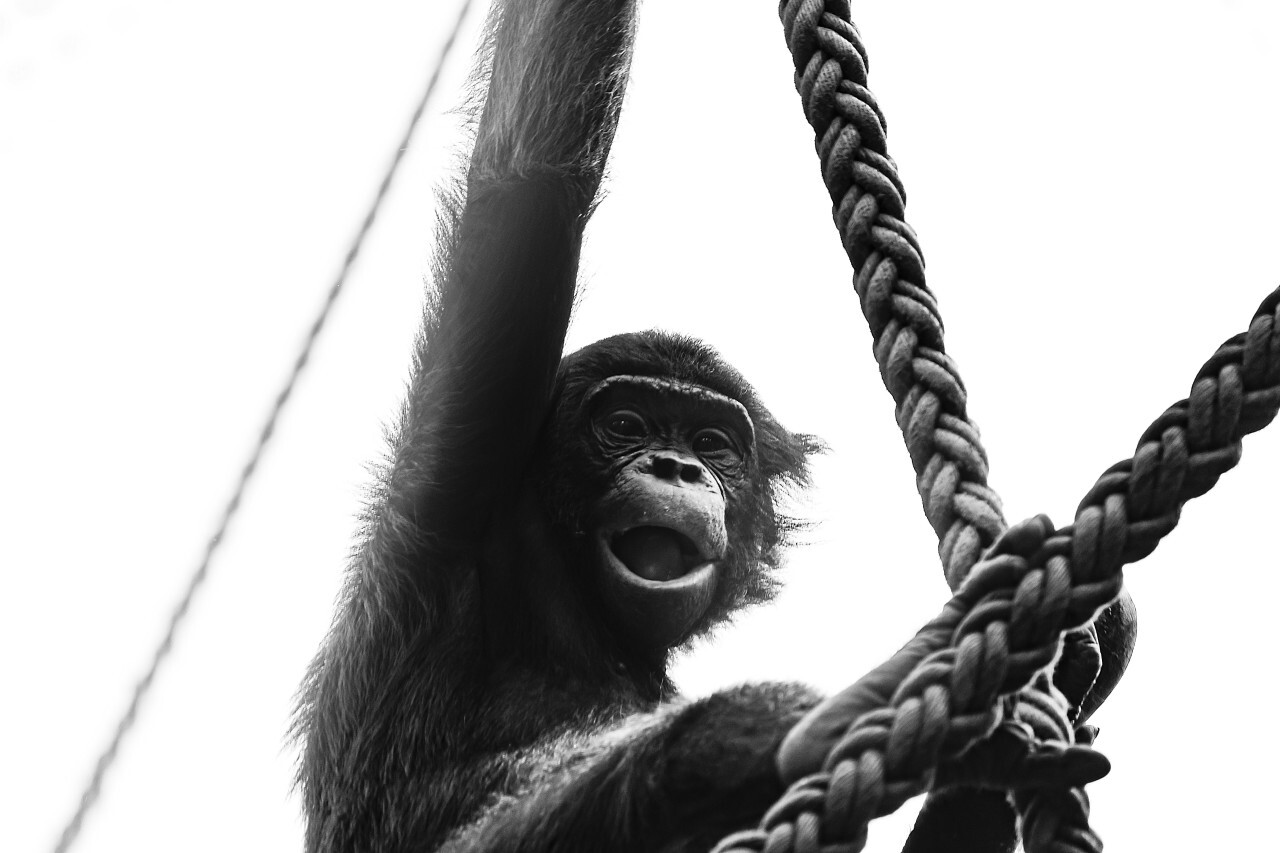 bonobo child black and white