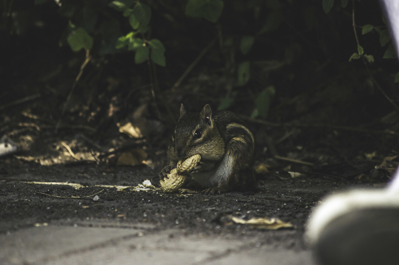 chipmunk with nut