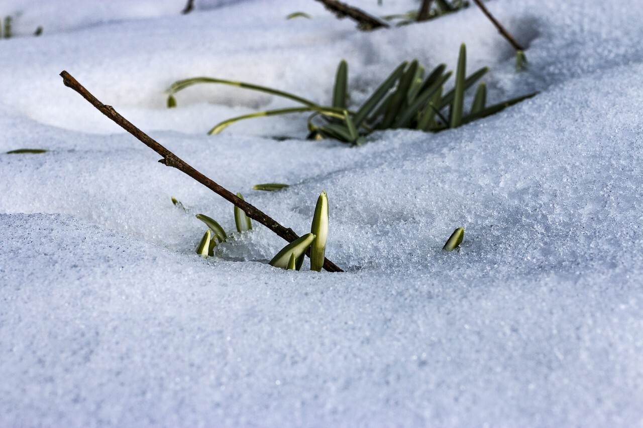 spring blossom snowdrop break through the snow