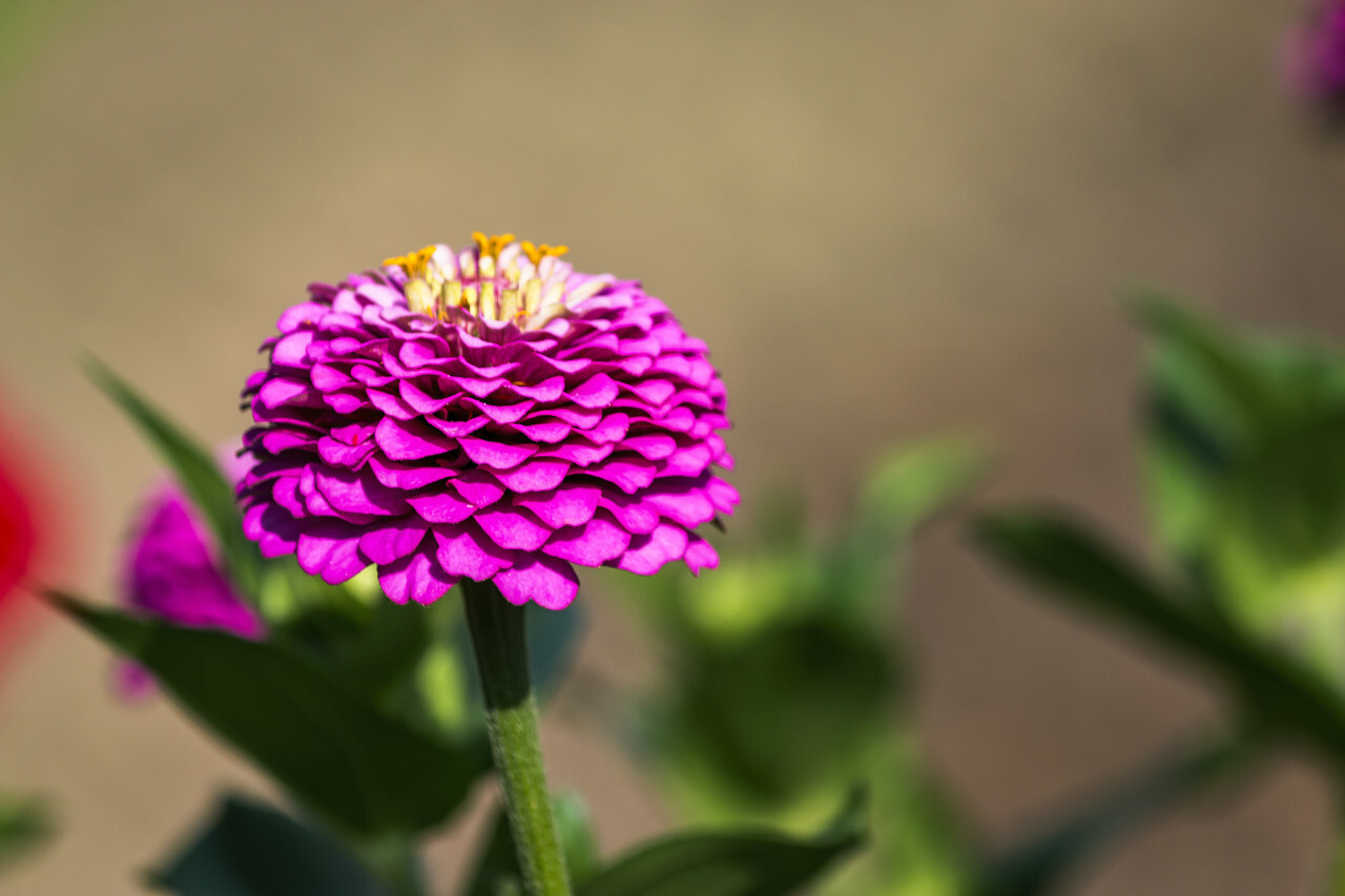 Zinnia elegans Pink Flower