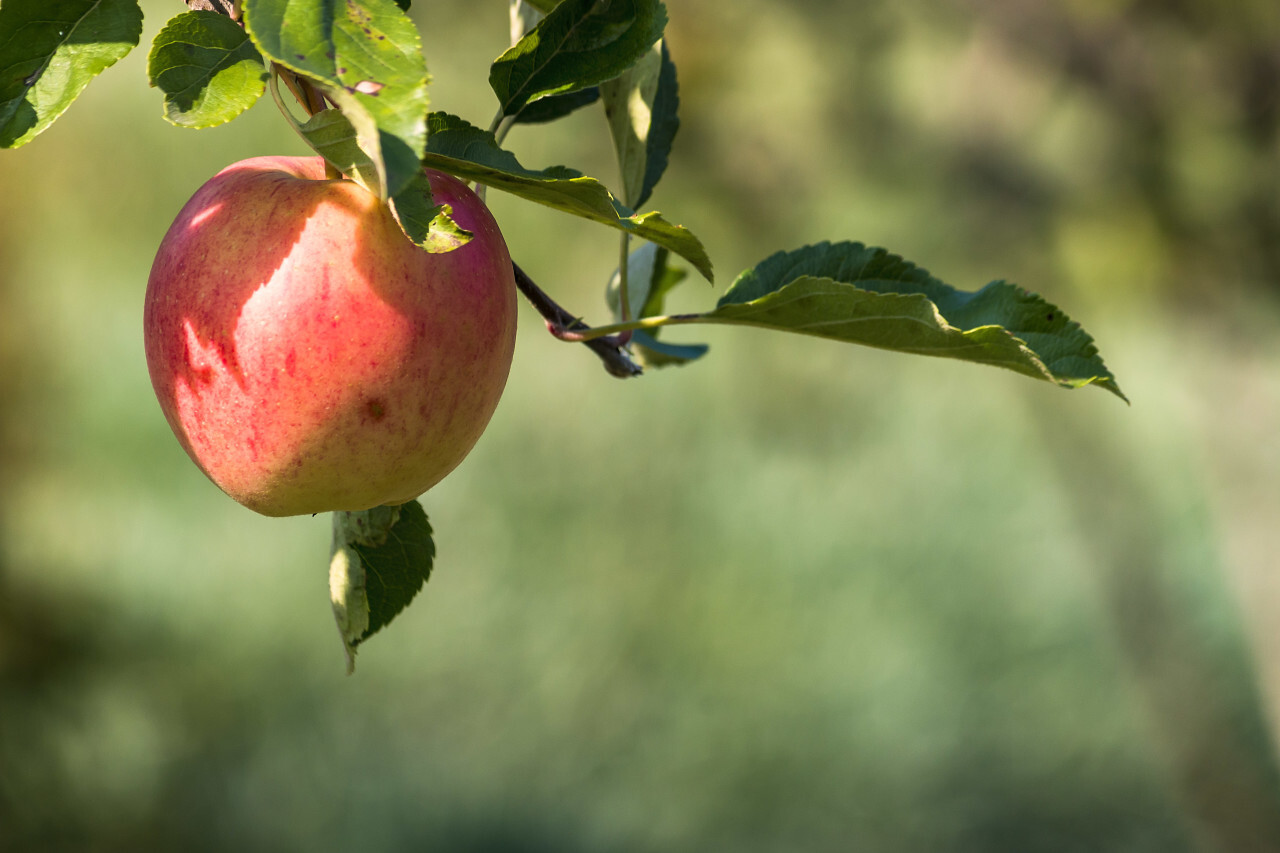 close-up of red apple on apple tree branch