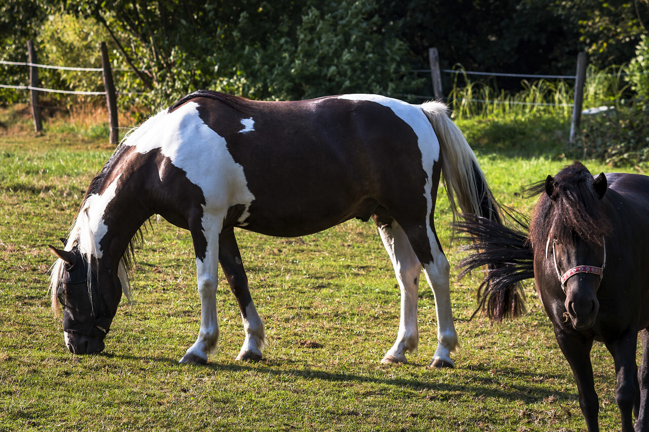 grazing cute horses