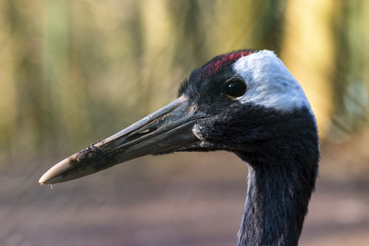 red crowned crane portrait