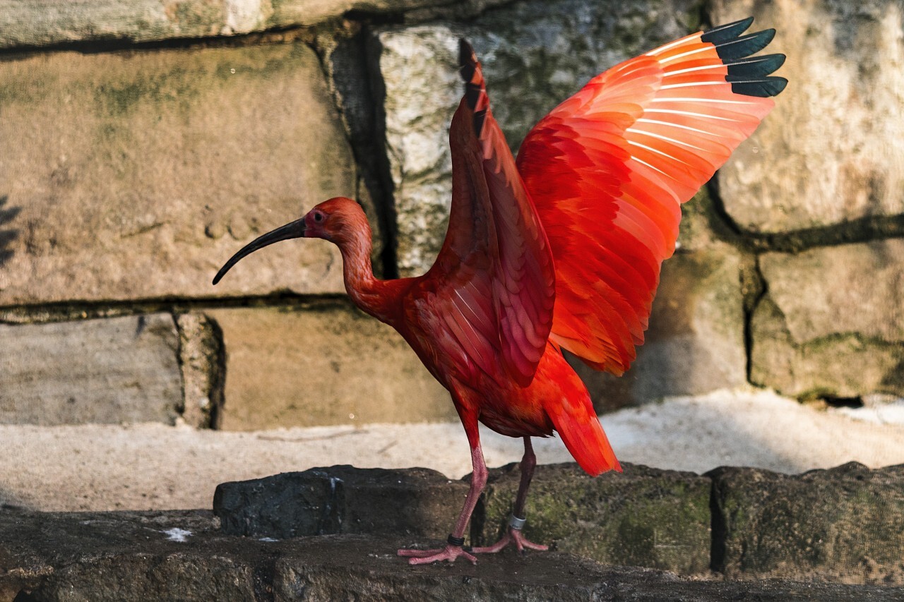 red ibis spread the wings