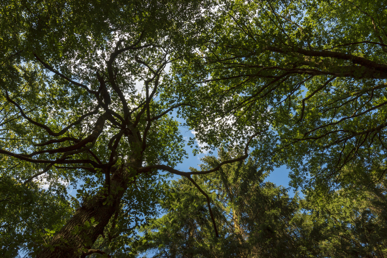 looking up in the forest