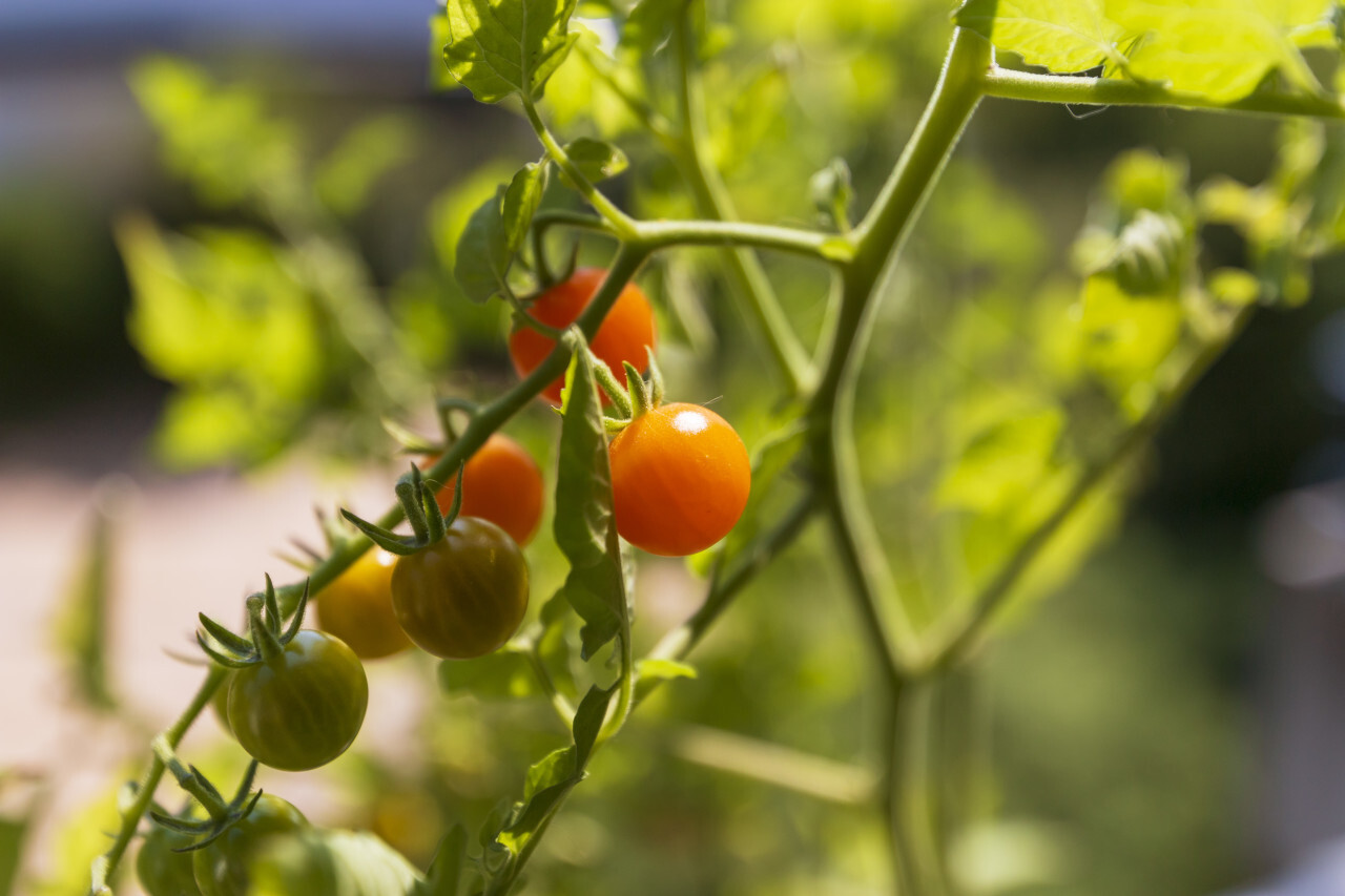 ripening tomatoes