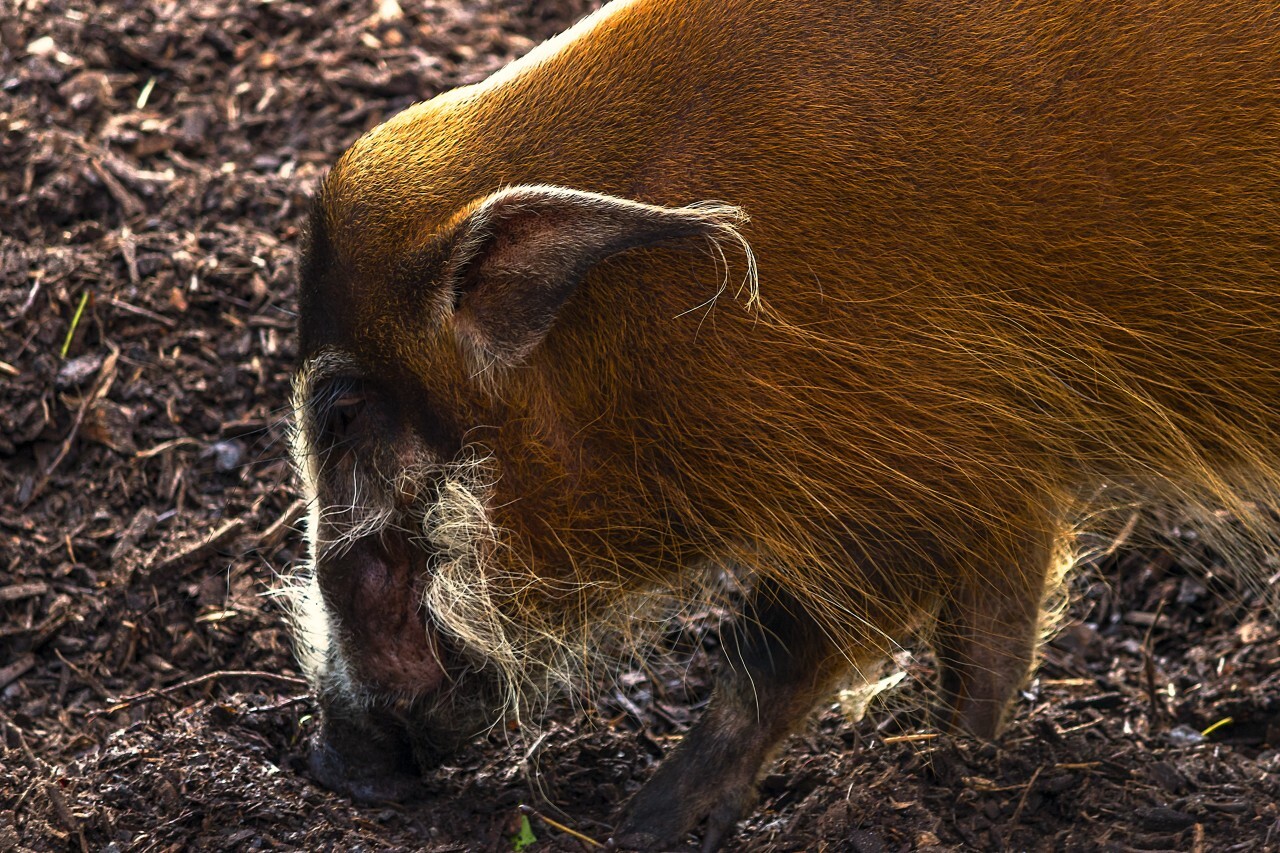 Red river hog (Potamochoerus porcus)