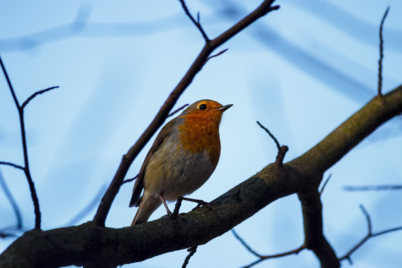 robin bird on a tree