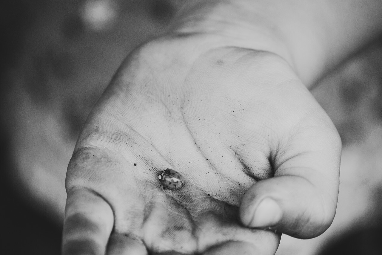 ladybug in dirty childs hand