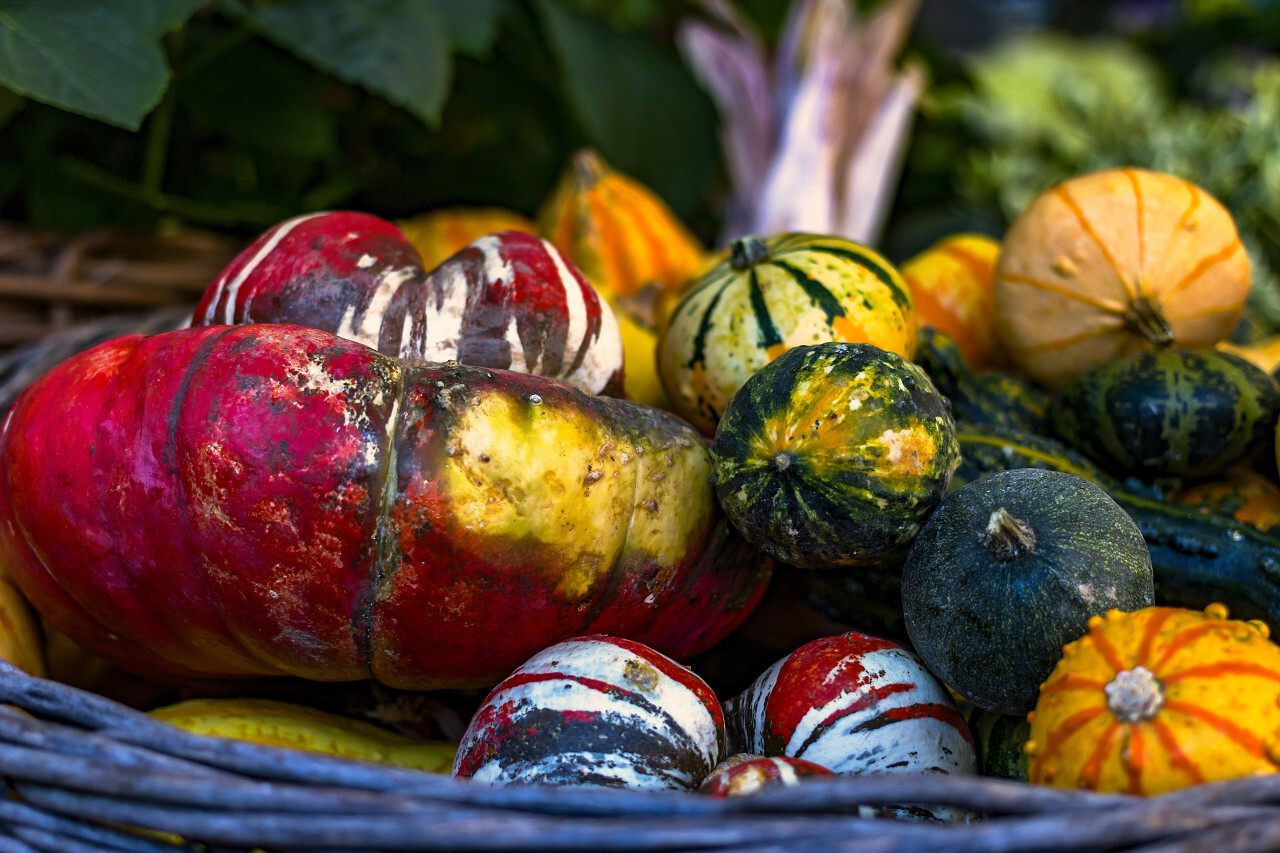 basket filled with pumpkins